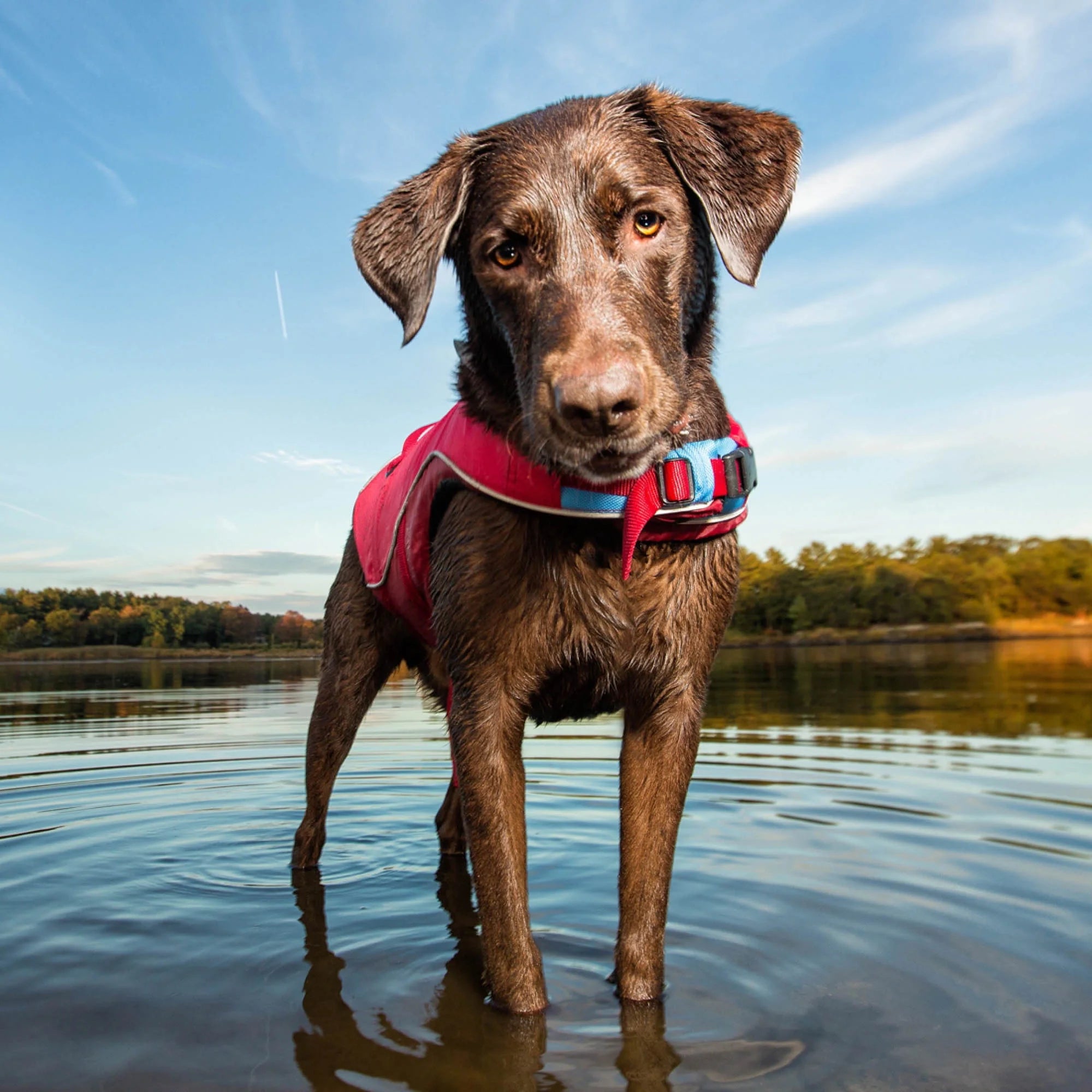Chili Red Reflective Dog Life Jacket K91427