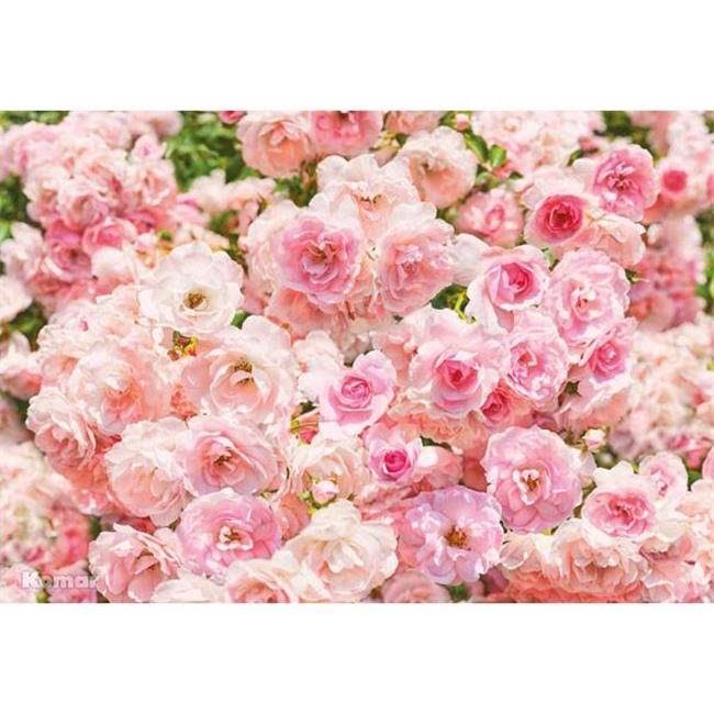 Rosa Wall Mural - 100 in. T567721