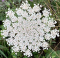 Queen Anne's Lace - 200 Seeds S720