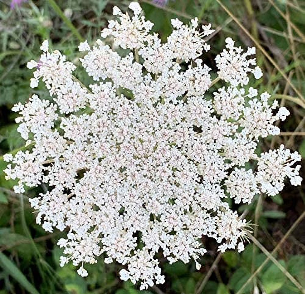 Queen Anne's Lace - 200 Seeds S720
