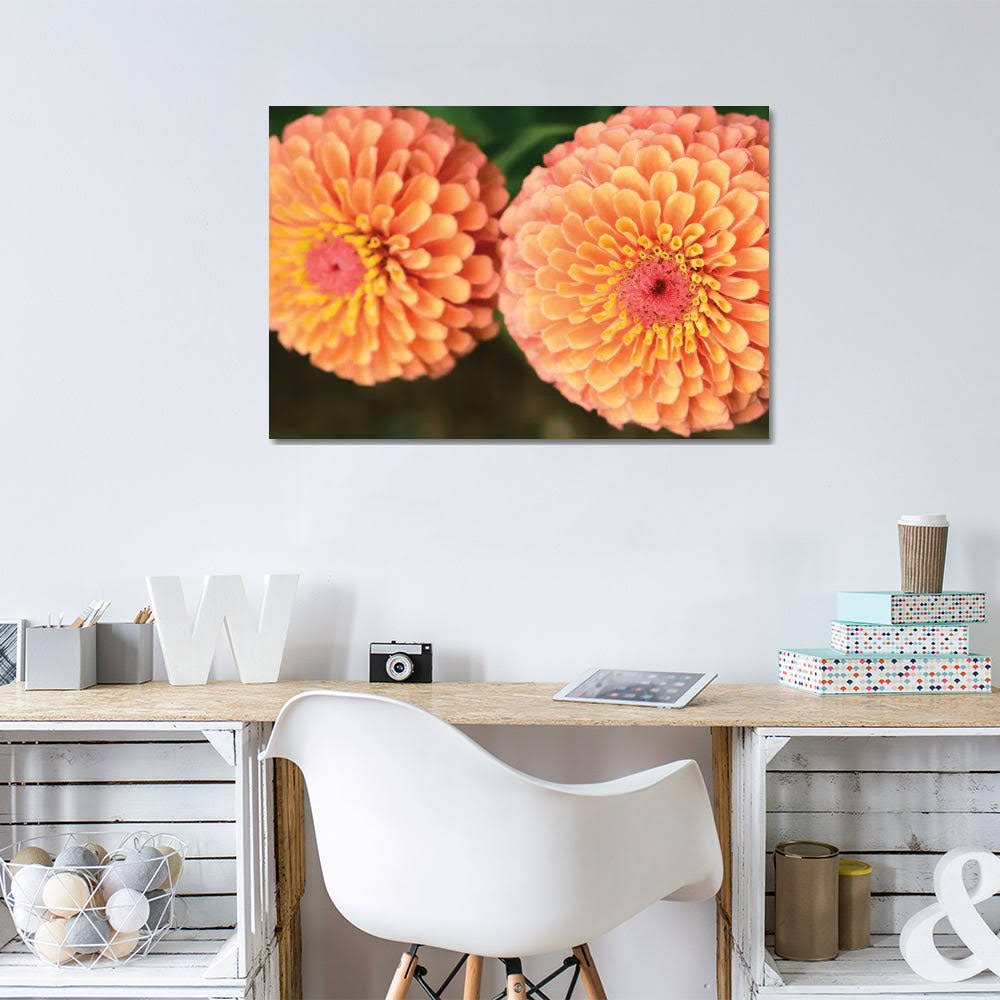 Canvas Prints - Zinnia Flowers Photography Art F638617