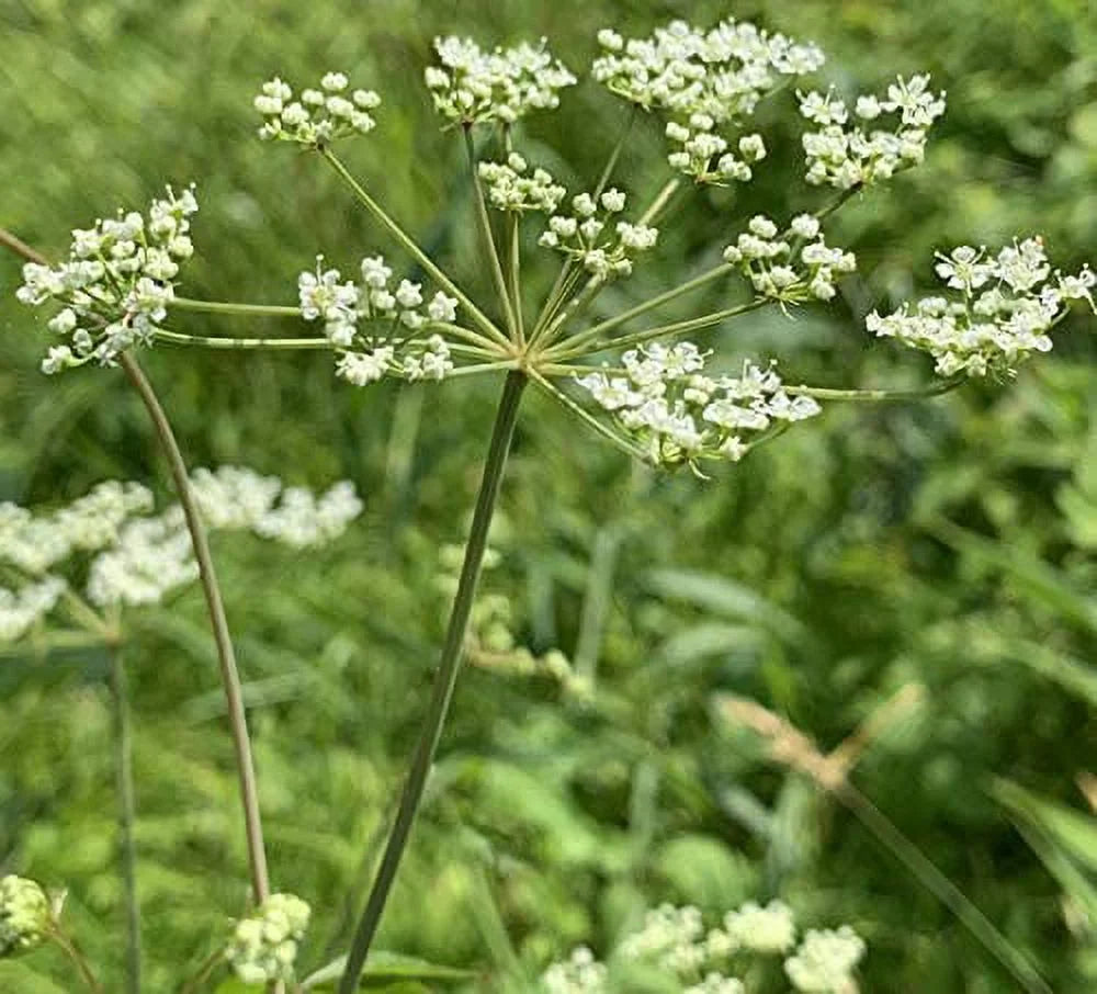 Queen Anne's Lace - 200 Seeds S720