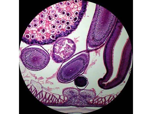 40X-800X Student Compound Microscope with Digital Camera N853