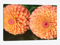 Canvas Prints - Zinnia Flowers Photography Art F638617