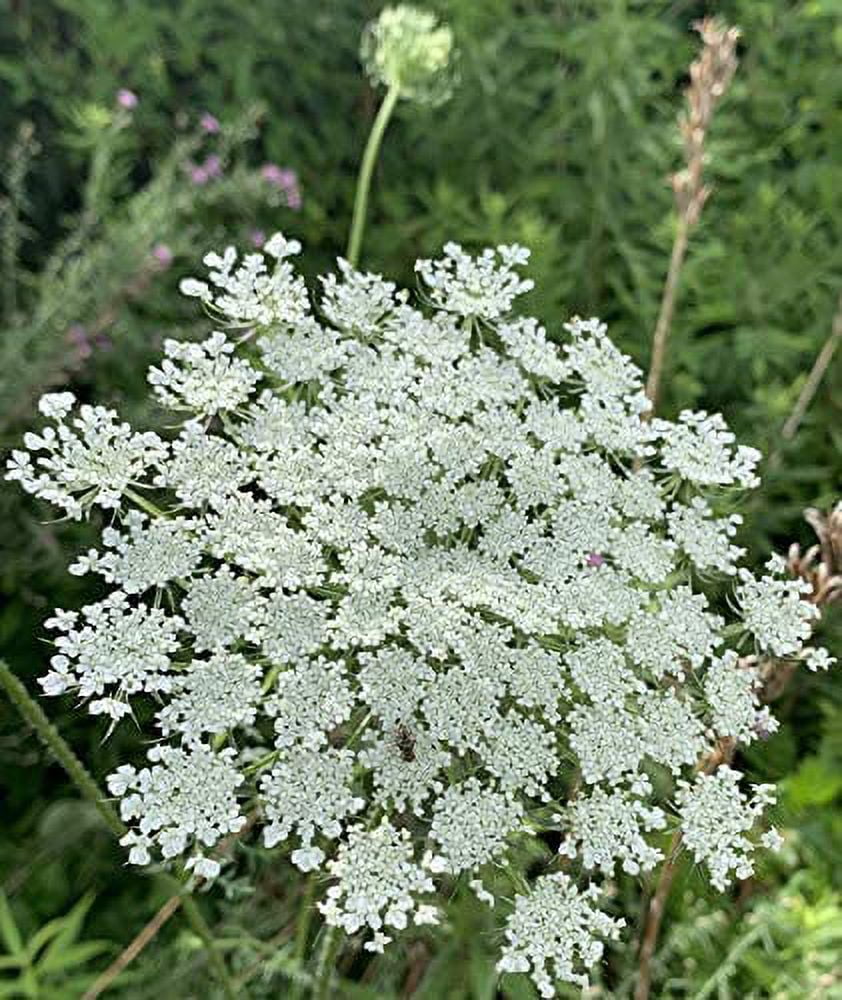 Queen Anne's Lace - 200 Seeds S720