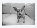 Canvas Wall Decor Prints B5227